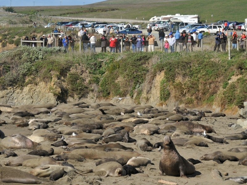 elephant seals in piedras blancas